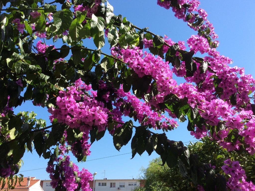 Apartment Paulina Τρογκίρ Εξωτερικό φωτογραφία